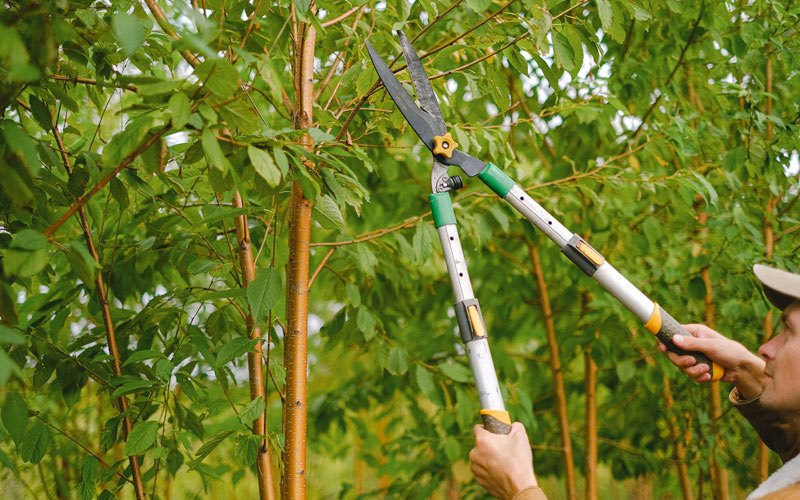 Tree trimming in Ellensburg, WA